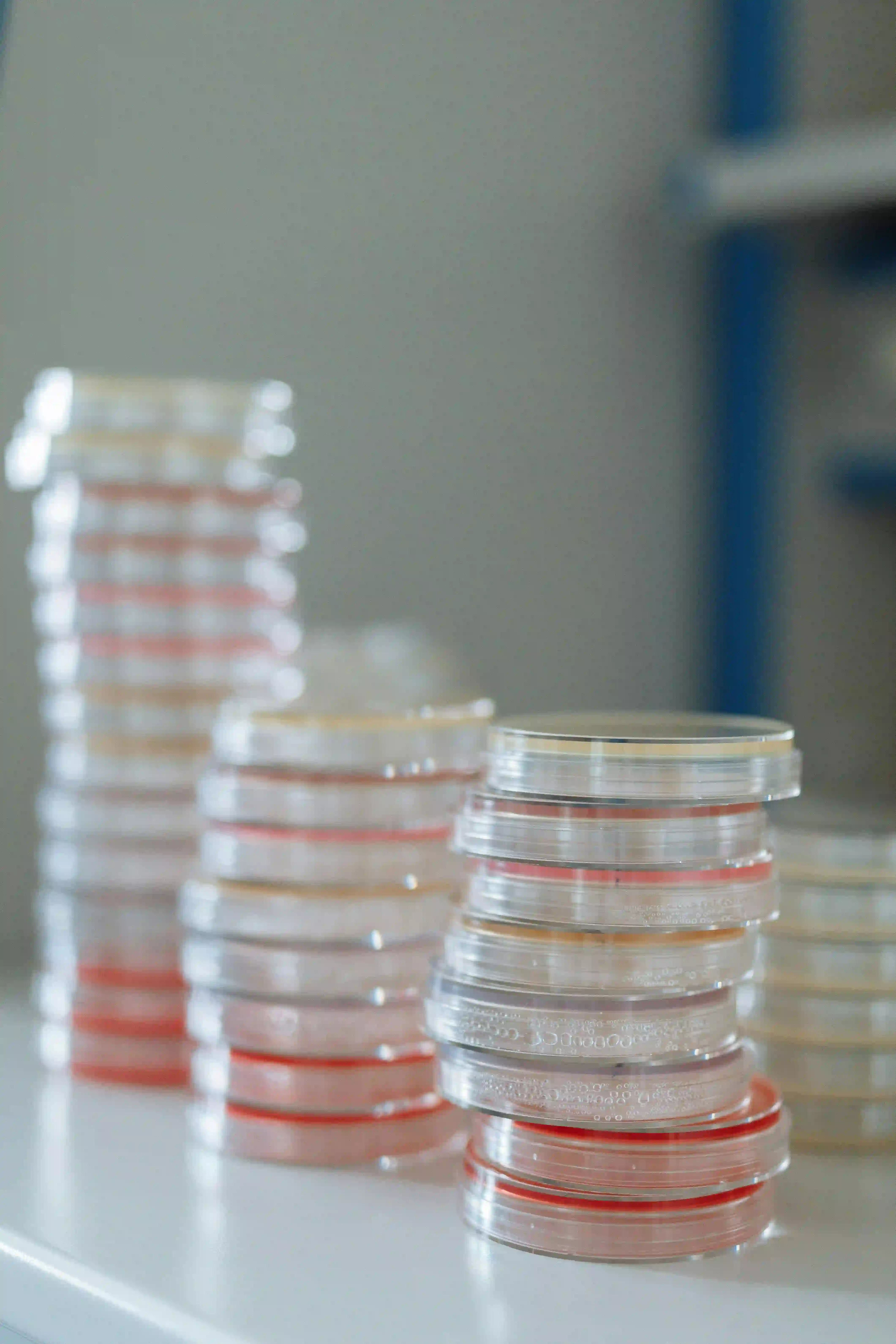 Boîtes de Pétri — Bactériologie, Laboratoire Rabat